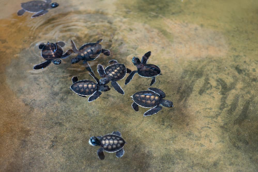 A group of baby turtles swimming in a pond at Mon Repos turtle centre.