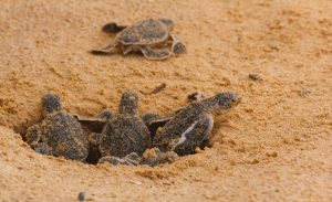 Loggerhead baby sea turtles hatching
