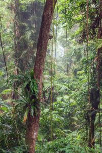 rainforest Cairns Australia