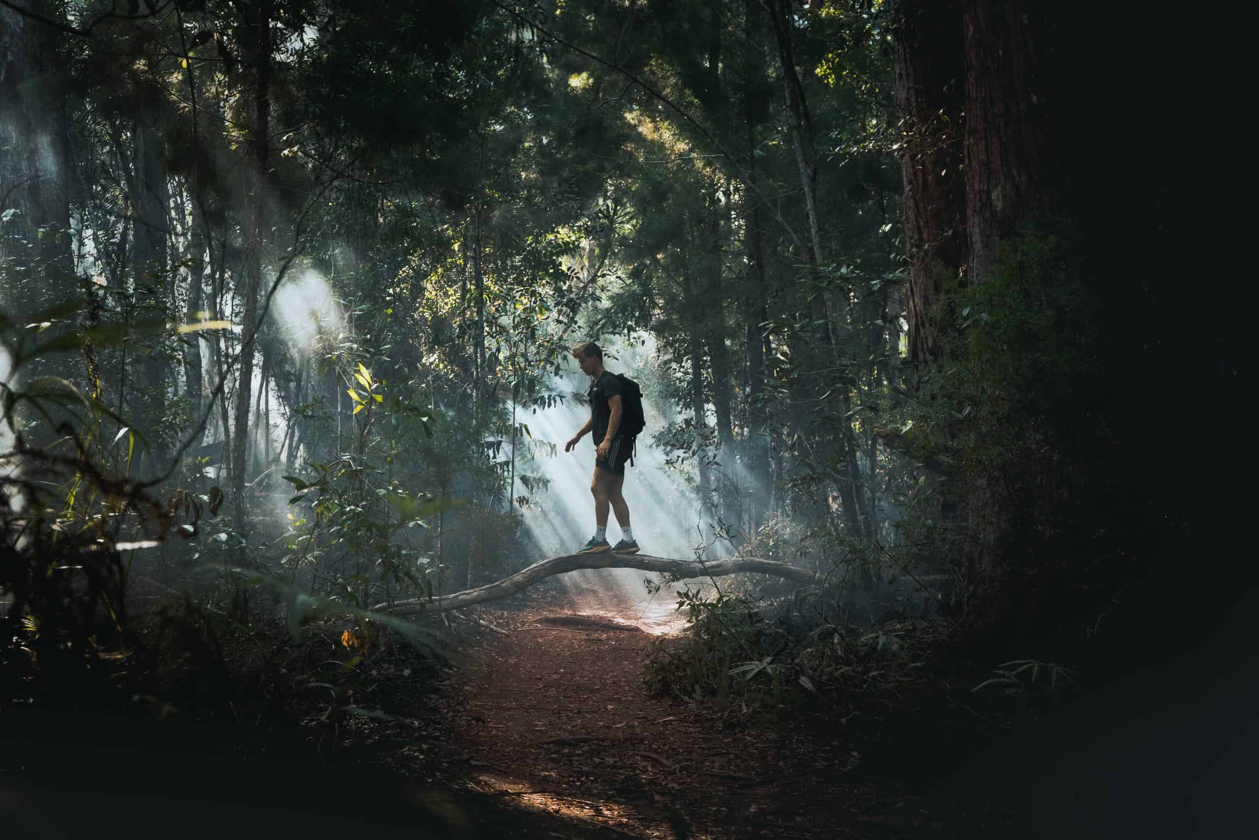 a person standing on a fallen tree in a forest.