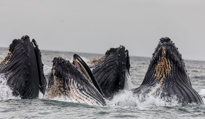 whales-watiching