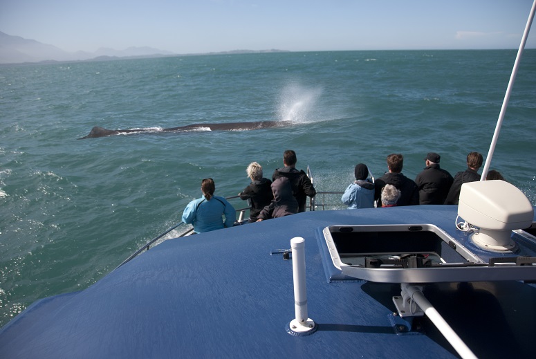 people watching whales on yacht