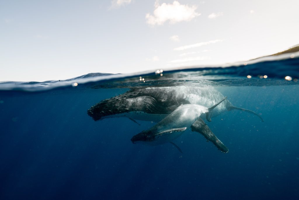 whales-under-water