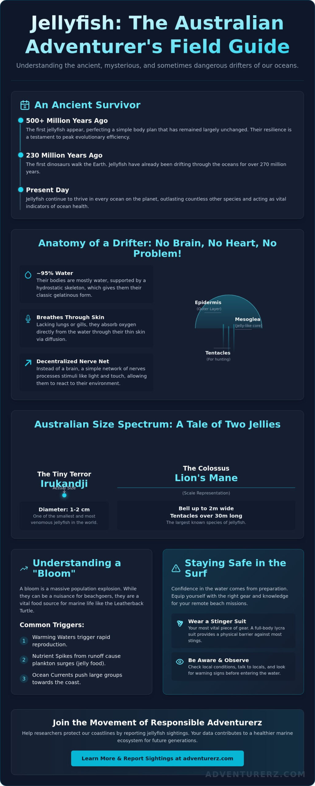 Jelly Fish in Australia: An Adventurer’s Guide to the Ocean’s Most Mysterious Drifters