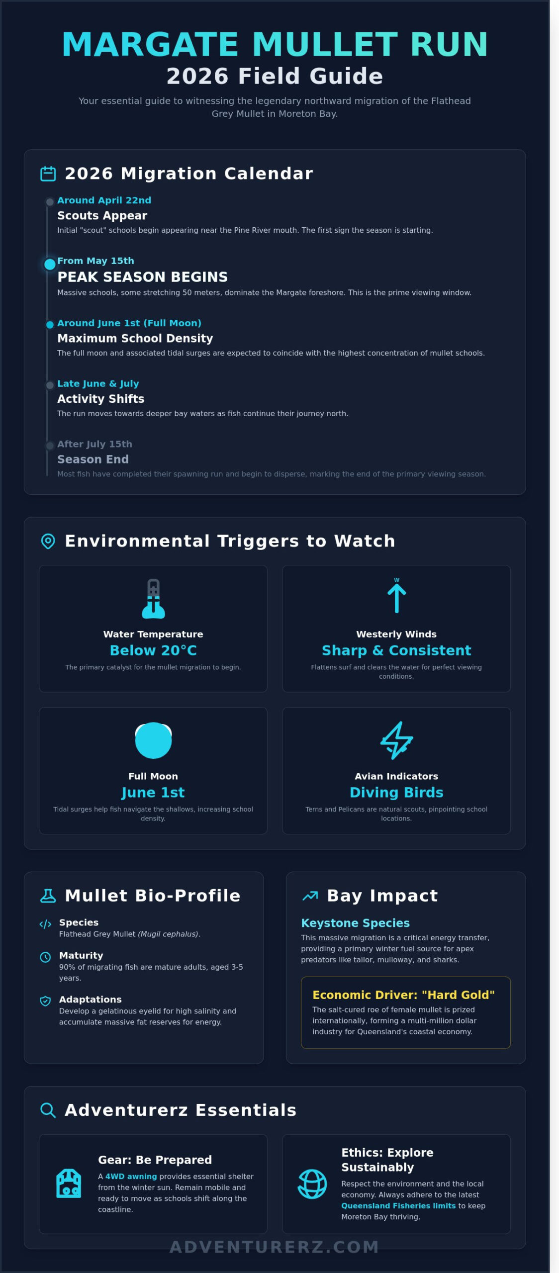 Mullet Season in Margate QLD: The 2026 Adventurerz Guide