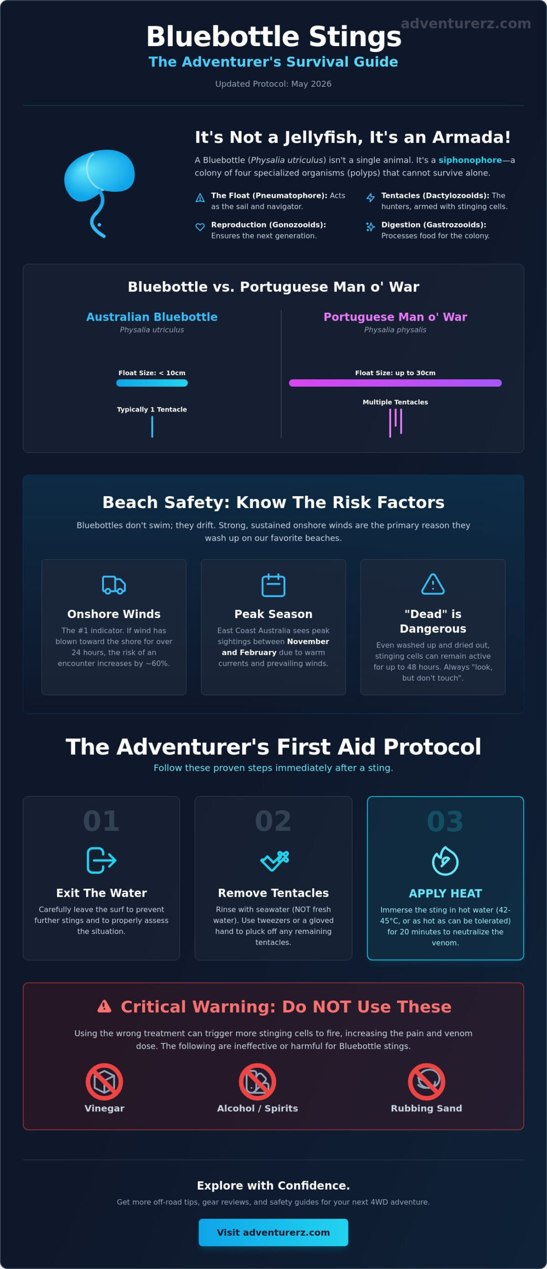 Blue Bottles Jellyfish: The Ultimate Guide to Staying Safe on Australian Beaches